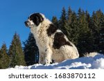 Romanian shepherd dog in the forest, on a sunny winter day. Ciobanesc Romanesc de Bucovina with snow and fir trees in the background 