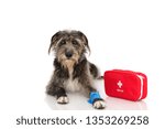 Small photo of SICK OR INJURED DOG. PUPPY LYING DOWN WITH A BLUE BANDAGE OR ELASTIC BANDAGE ON FOOT AND A EMERGENCY OR FIRT AID KIT. PAIN EXPRESSION. ISOLATED ON WHITE BACKGROUND.