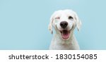 Happy dog puppy winking an eye and smiling  on colored blue background with closed eyes.