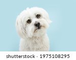 Expressive maltese dog looking with sad eyes. Isolated on blue background.