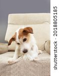 Small photo of Portrait dog destroying a sofa. Pet mischief