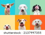 Small photo of Banner six hungry dogs licking its lips with tongue. Summer collection. Isolated on blue, green orange and yellow colored background.