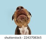 Funny close-up mixed breed American Staffordshire Terrier puppy dog nose. Isolated on blue pastel background