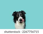 Small photo of Hungry border collie dog licking its lips with tongue looking at camera. Isolated on blue background