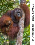 Central Bornean Orangutan  ...