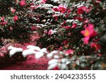 A field of red camellia flowers ...