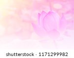 Pink Lotus Background Image...