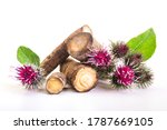 Small photo of Prickly heads of burdock flowers on a white background. Burdock roots isolated white background. Treatment plant. Isolated on white.