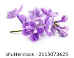 Purple Lilac Flowers Closeup...