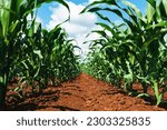Young green corn crop seedling plants in cultivated perfectly clean agricultural plantation field with no weed, low angle view selective focus