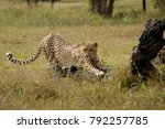 Cheetah Stretching On A Log
