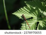 Small photo of Red damsel fly on a green leaf