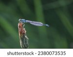 Small photo of Blue damsel fly on a twig