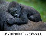 A gorilla baby