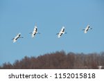 Cranberry crane flying to the wintering ground of Hokkaido