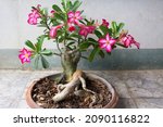 Small photo of Adenium obesum with other names such as Desert rose, Mock Azalea, Pink bignonia, Impala lily has pink flowers with 5 petals, watery, stems like bonsai, planted in pots, rural Thailand.