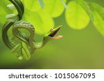Green Vine Snake In Its Angry...