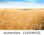 Wheat Grain Field On Sunny Day. ...