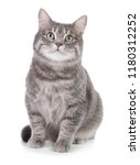 Portrait Of Gray Tabby Cat On...