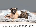 Cute Cat And Pug Dog With...