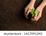 Woman holding green seedling on soil, top view. Space for text