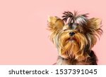 Adorable Yorkshire Terrier On...