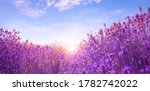 Sunlit Lavender Field Under...