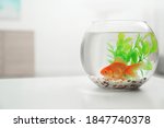 Beautiful Bright Small Goldfish ...