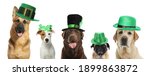 Cute dogs with leprechaun hats...