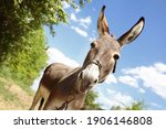 Cute Funny Donkey Outdoors On...