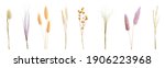 Set with beautiful decorative dry flowers on white background, banner design 