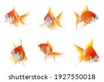 Beautiful Bright Small Goldfish ...