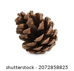 Beautiful dry pine cone...