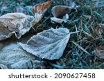 Beautiful fallen leaves and grass covered with hoarfrost, closeup