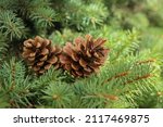 Coniferous tree branch with cones outdoors, closeup