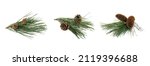 Fir Tree Branches With...