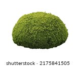 Beautifully trimmed green conifer shrub isolated on white