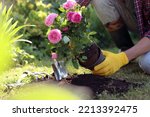 Man transplanting beautiful flowers into soil outdoors on sunny day, closeup. Gardening time