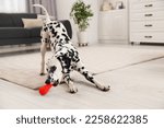 Adorable dalmatian dog playing...