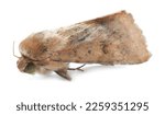Single corn earworm moth...