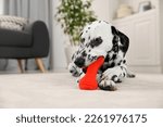 Small photo of Adorable Dalmatian dog playing with toy indoors. Lovely pet