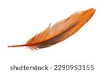 Beautiful orange bird feather...
