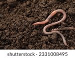 Small photo of Two earthworms on wet soil. Space for text