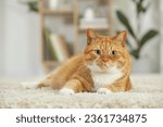Cute ginger cat lying on carpet at home