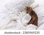 Cute Bengal cat lying on bed at home, space for text. Adorable pet
