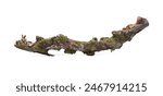 Dry tree branch with moss...
