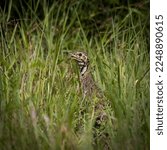 Small photo of a Shelley's Francolin in tall green grass