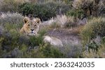Small photo of lioness early morning in Karoo National park