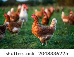 free range, healthy brown organic chickens on a green meadow. Selective sharpness. Several chickens out of focus in the background. Atmospheric light, evening light