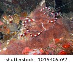 Native to the oceans of Indonesia Stenopus hispidus is perhaps the most widely distributed shrimp in the sea usually hangs upside-down in caves or crevice with only its antennae emerging from the hole